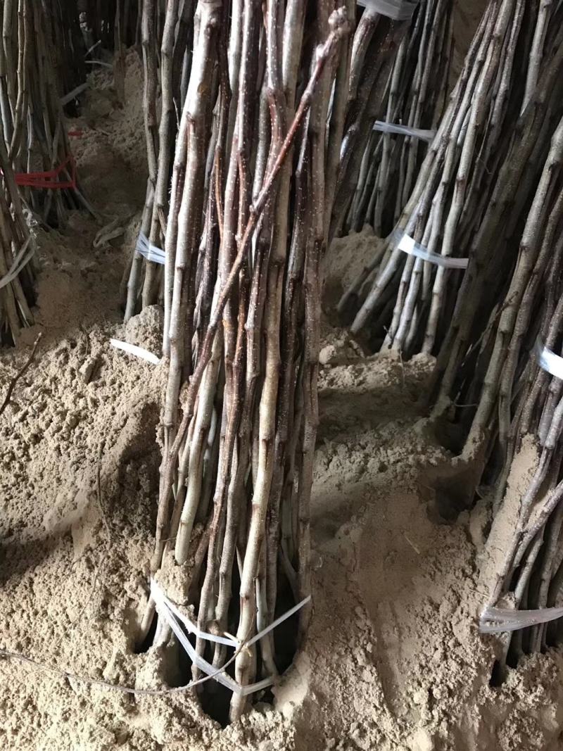 大金星山楂苗基地直销量大优惠诚信商家死苗补发