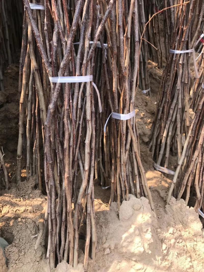 大金星山楂苗基地直销量大优惠诚信商家死苗补发