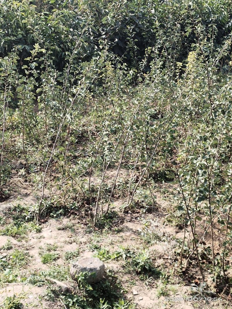 山西运城山楂成品苗包邮