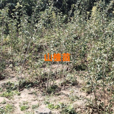 山西运城山楂成品苗包邮