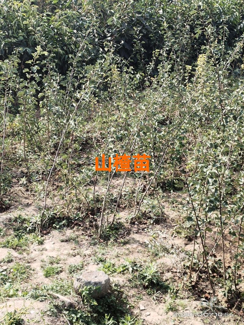 山西运城山楂成品苗包邮