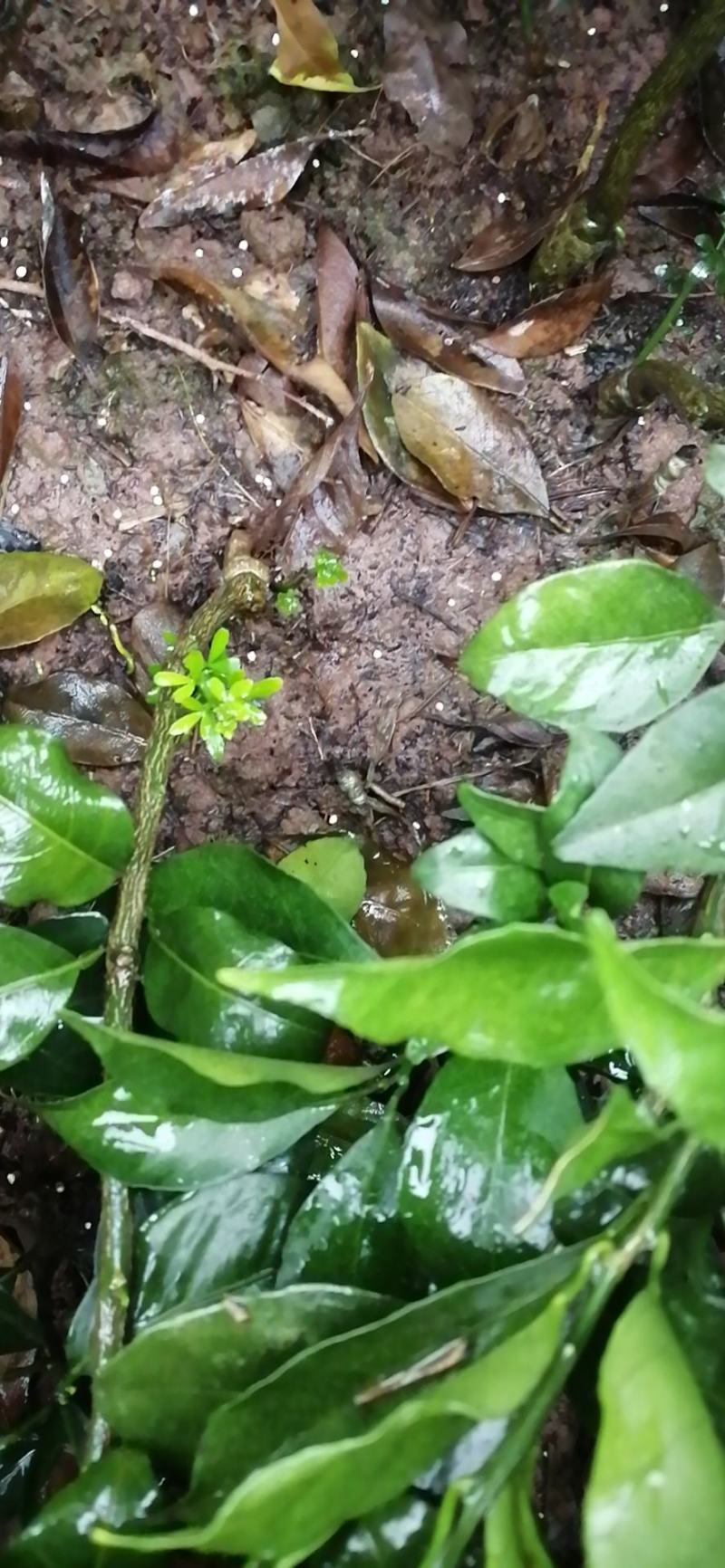 出售脐橙苗纽荷尔脐橙苗赣南脐橙苗品种纯正假一赔十