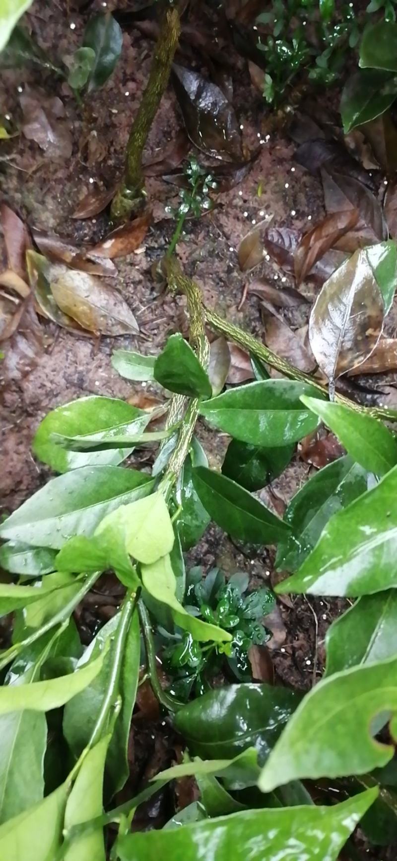 出售脐橙苗纽荷尔脐橙苗赣南脐橙苗品种纯正假一赔十