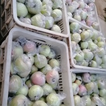 国光苹果上市了有要的联系我