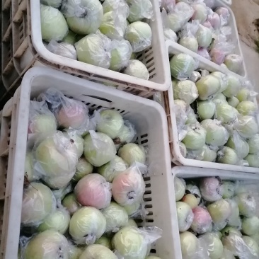 国光苹果上市了有要的联系我