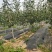 大金星山楂苗基地直销量大优惠诚信商家死苗补发