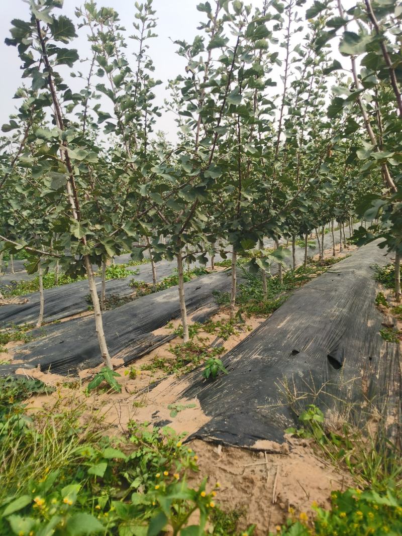 大金星山楂苗基地直销量大优惠诚信商家死苗补发