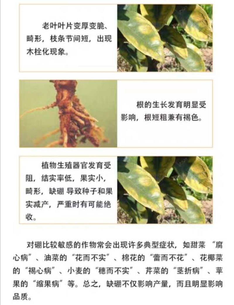 流体硼叶面硼肥果蔬保花保果促花芽分化提高座果微量元素