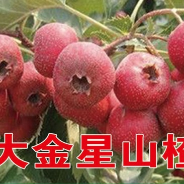 大金星山楂苗基地直销量大优惠保质保量死苗补发