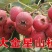 大金星山楂苗基地直销量大优惠保质保量死苗补发