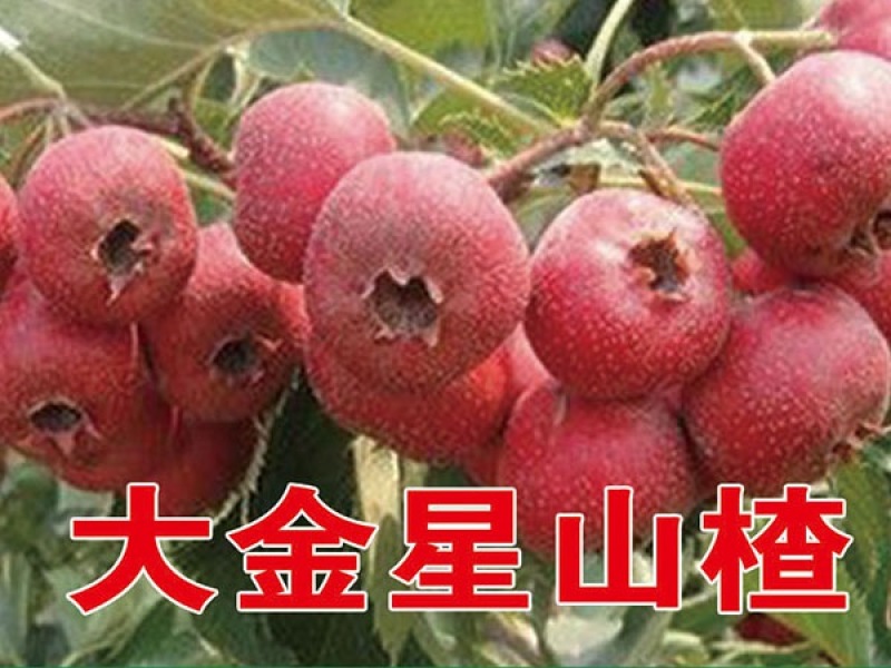 大金星山楂苗基地直销量大优惠保质保量死苗补发