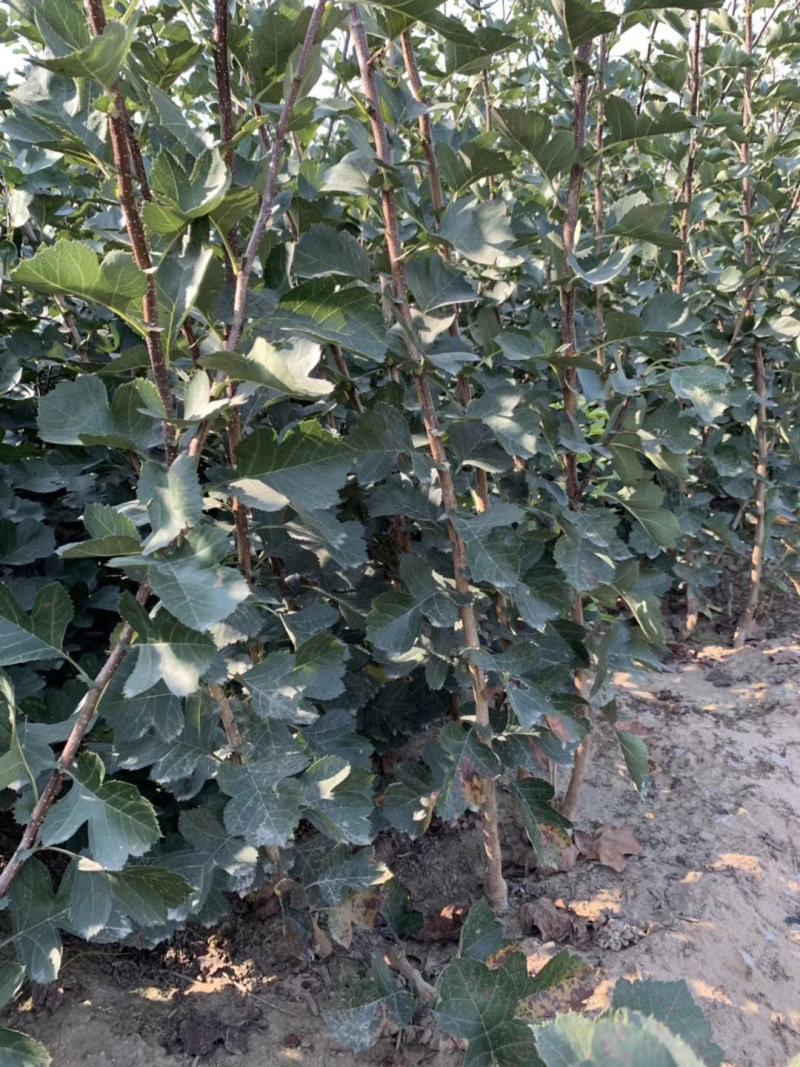 大金星山楂苗基地直销量大优惠保质保量死苗补发