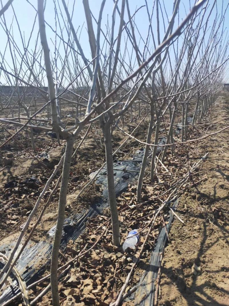 大金星山楂苗基地直销量大优惠保质保量死苗补发