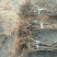 大金星山楂苗基地直销量大优惠保质保量死苗补发