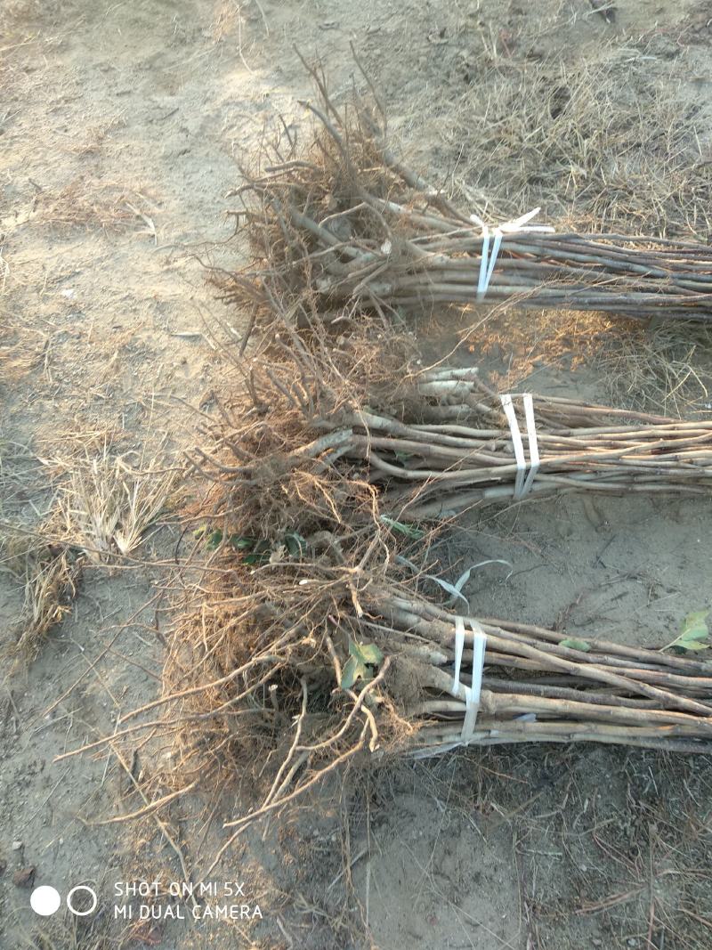 大金星山楂苗基地直销量大优惠保质保量死苗补发