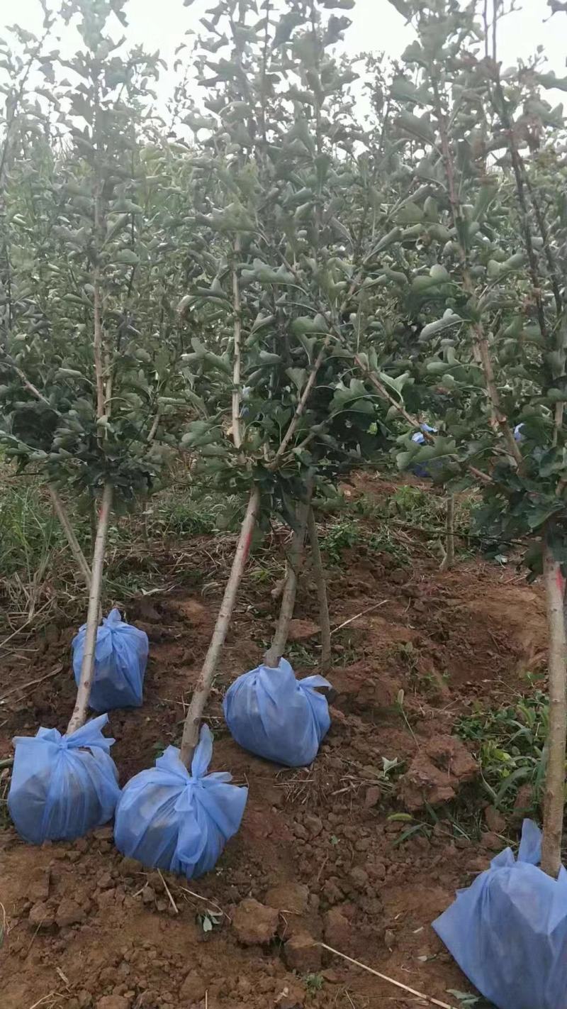 大金星山楂苗基地直销量大优惠保质保量死苗补发
