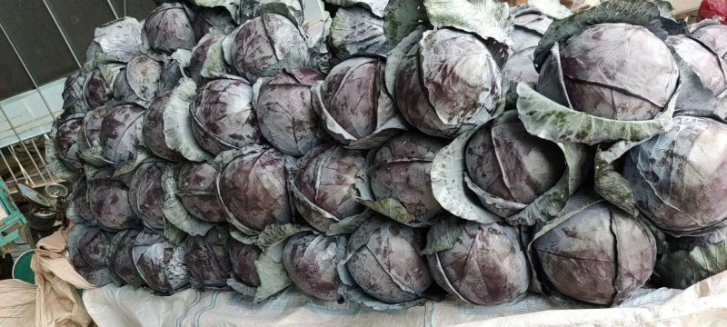【精品】河北永年紫甘蓝质量保证本地正在大量上市