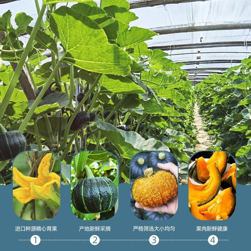 南瓜贝贝南瓜山东寿光1-9斤香糯可口一件代发