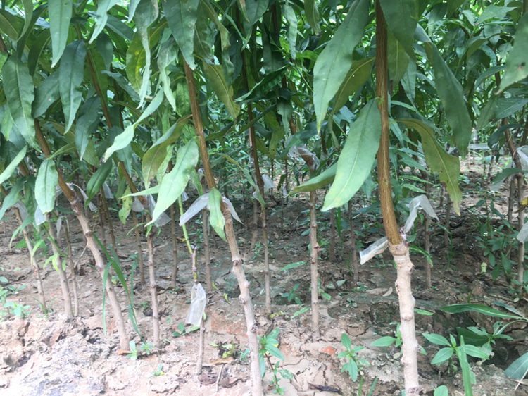 中油4号油桃树苗种植园实景