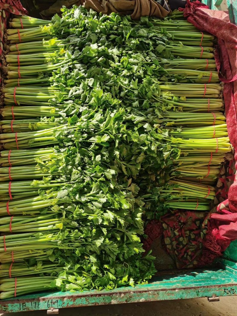 河北优质香芹质量好，价格优欢迎各地老板来电咨询