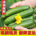 小黄瓜山东寿光水果味无刺5斤一件代发