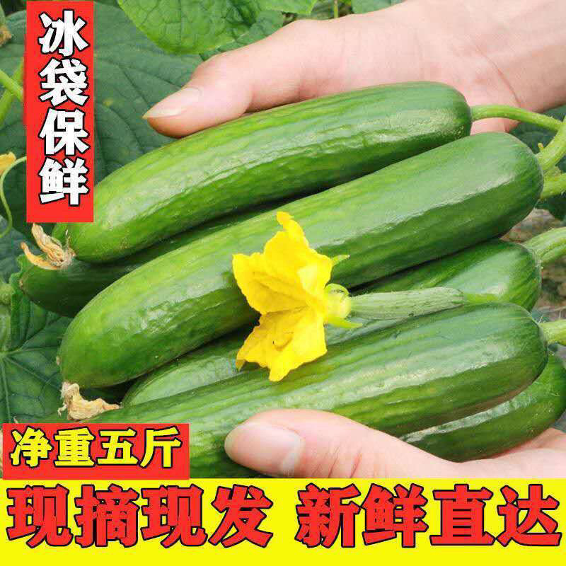 小黄瓜山东寿光水果味无刺5斤一件代发