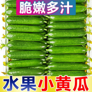 小黄瓜   山东寿光水果味   无刺5斤  一件代发