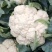 【菜花】河北花菜个头均匀花白产地直销供应全国