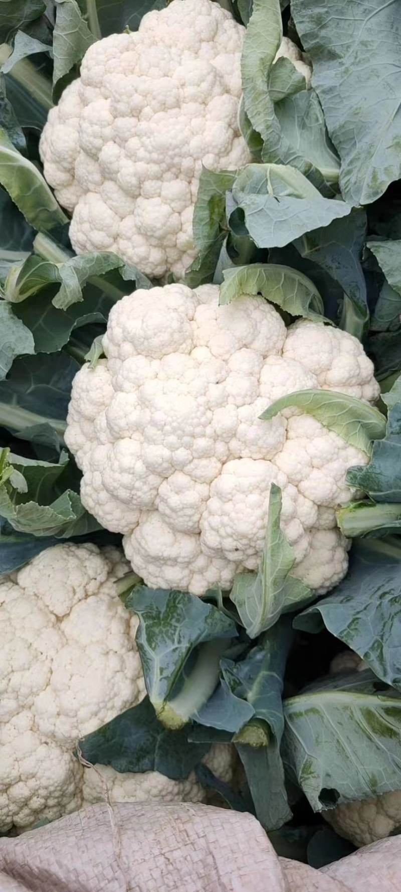 【菜花】河北花菜个头均匀花白产地直销供应全国
