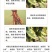 流体硼液体硼叶面硼稳花坐果促花芽分化提高座果微量元素硼肥