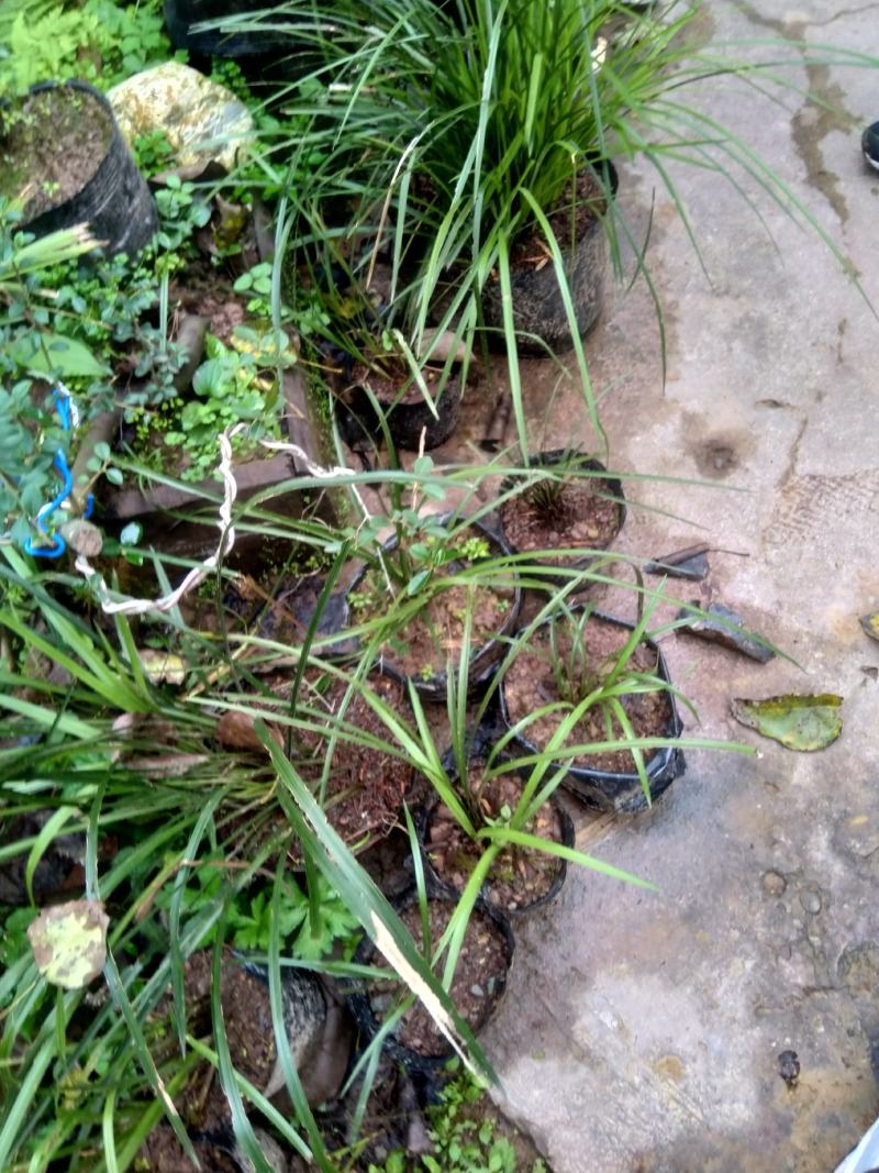 .绿植春兰盆景，春兰盆景适应阳台及庭院栽培。