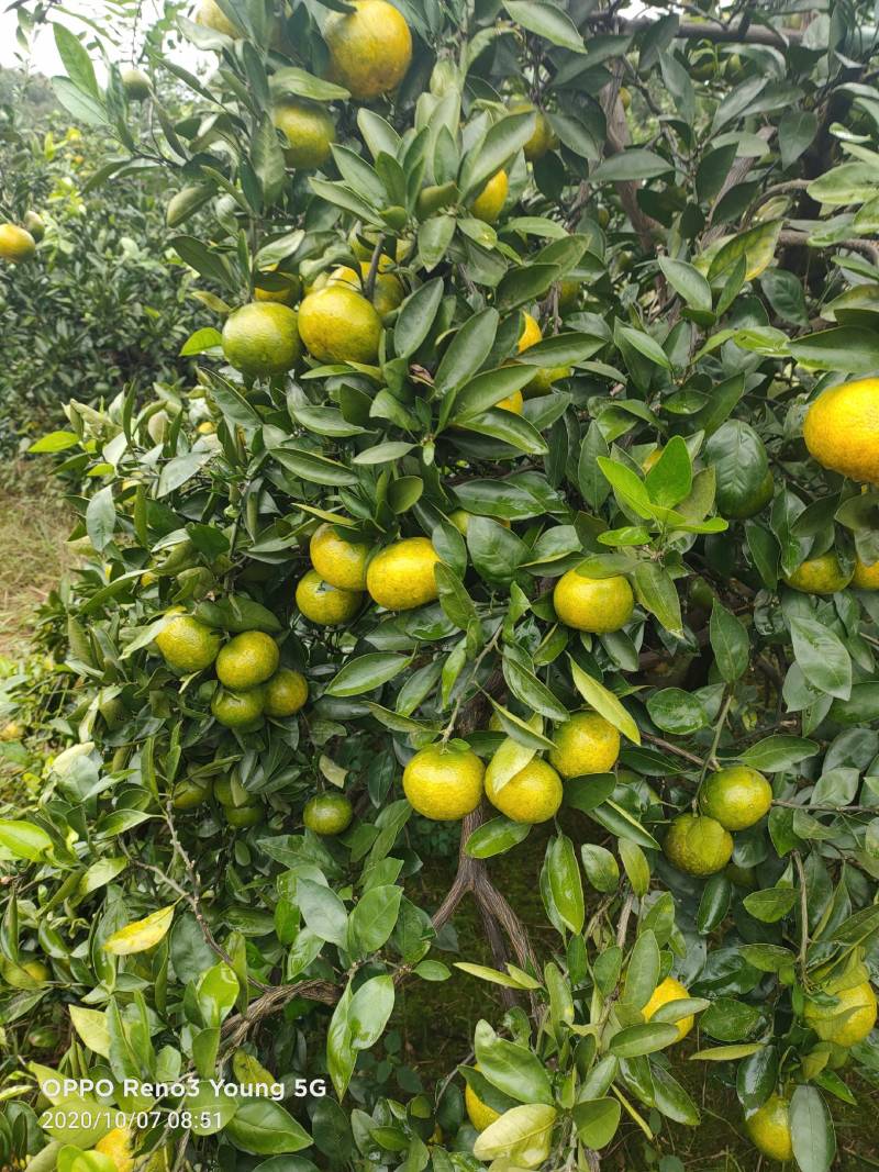 沅江优质特早蜜桔大量上市