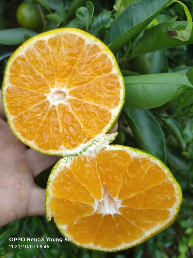 沅江优质特早蜜桔大量上市