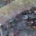 大棉球山楂苗基地直销死苗补发量大优惠保质保量