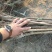 大棉球山楂苗基地直销死苗补发量大优惠保质保量