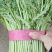 【河北精品茼蒿】新鲜质量好品质保证