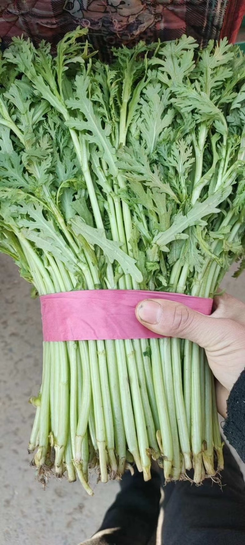 【河北精品茼蒿】新鲜质量好品质保证