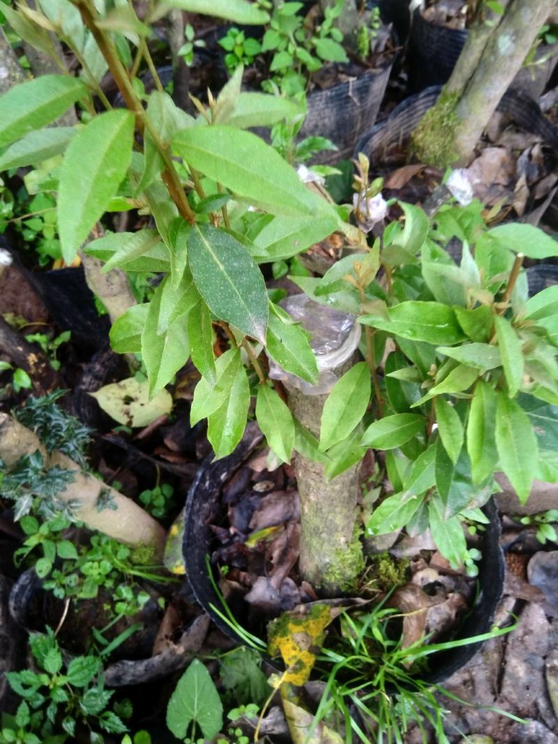 绿植胡秃子盆景，胡秃子下山桩精品，羊奶果盆景