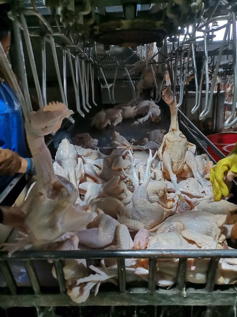长期出售三黄整只鸡欢迎来厂里考察诚招代理