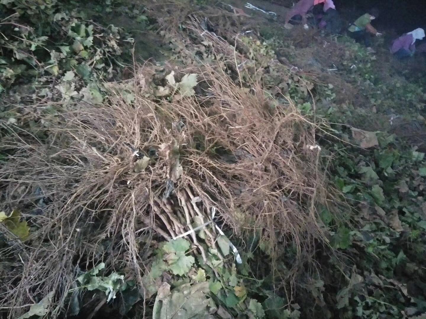 图示:葡萄幼苗定植当日,嫁接口上方35 cm处剪截主蔓,仅留1个饱满冬芽;热镀锌钢管立柱垂直插入,麻绳‘∞字形’绑缚主蔓与立柱,确保主干绝对通直;嫁接口下方30 cm范围无任何萌蘖,地面覆盖黑色地膜 春季定植后主干定干与立杆绑缚示意图