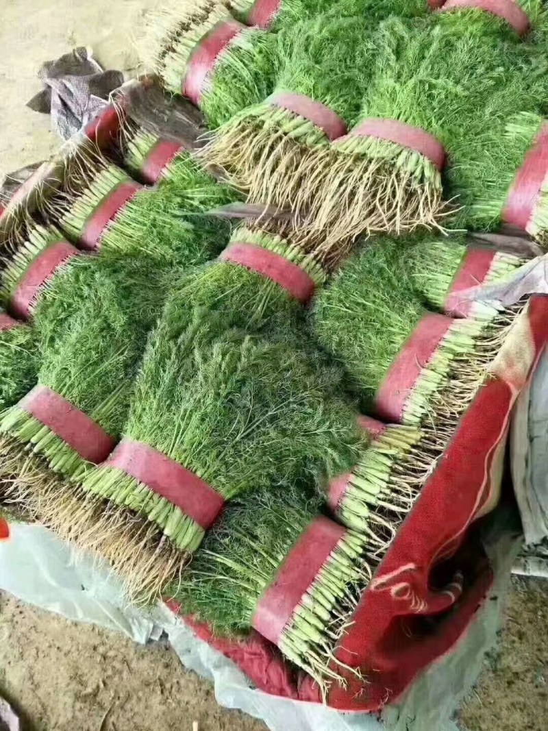 河北永年精品茴香产地直销大量上市中需要的联系