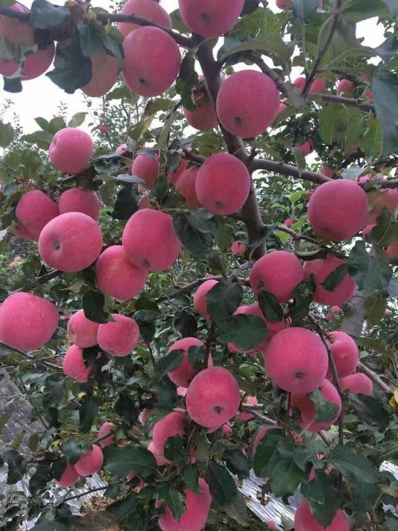 红富士苹果新鲜上。存库的加品。条红苹果