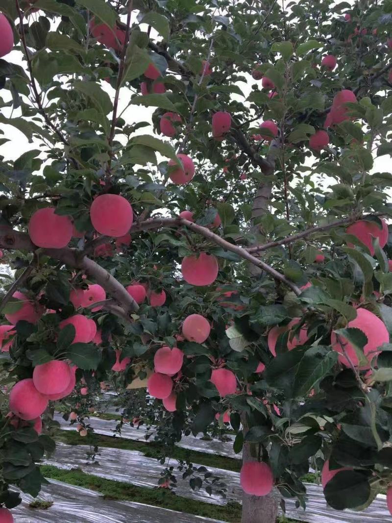 红富士苹果新鲜上。存库的加品。条红苹果