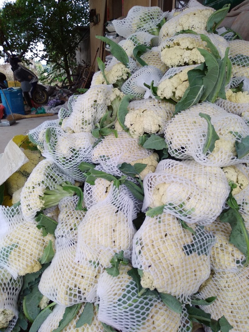 山东有机花菜实花产地直供全国发货加工厂跑市场都可以