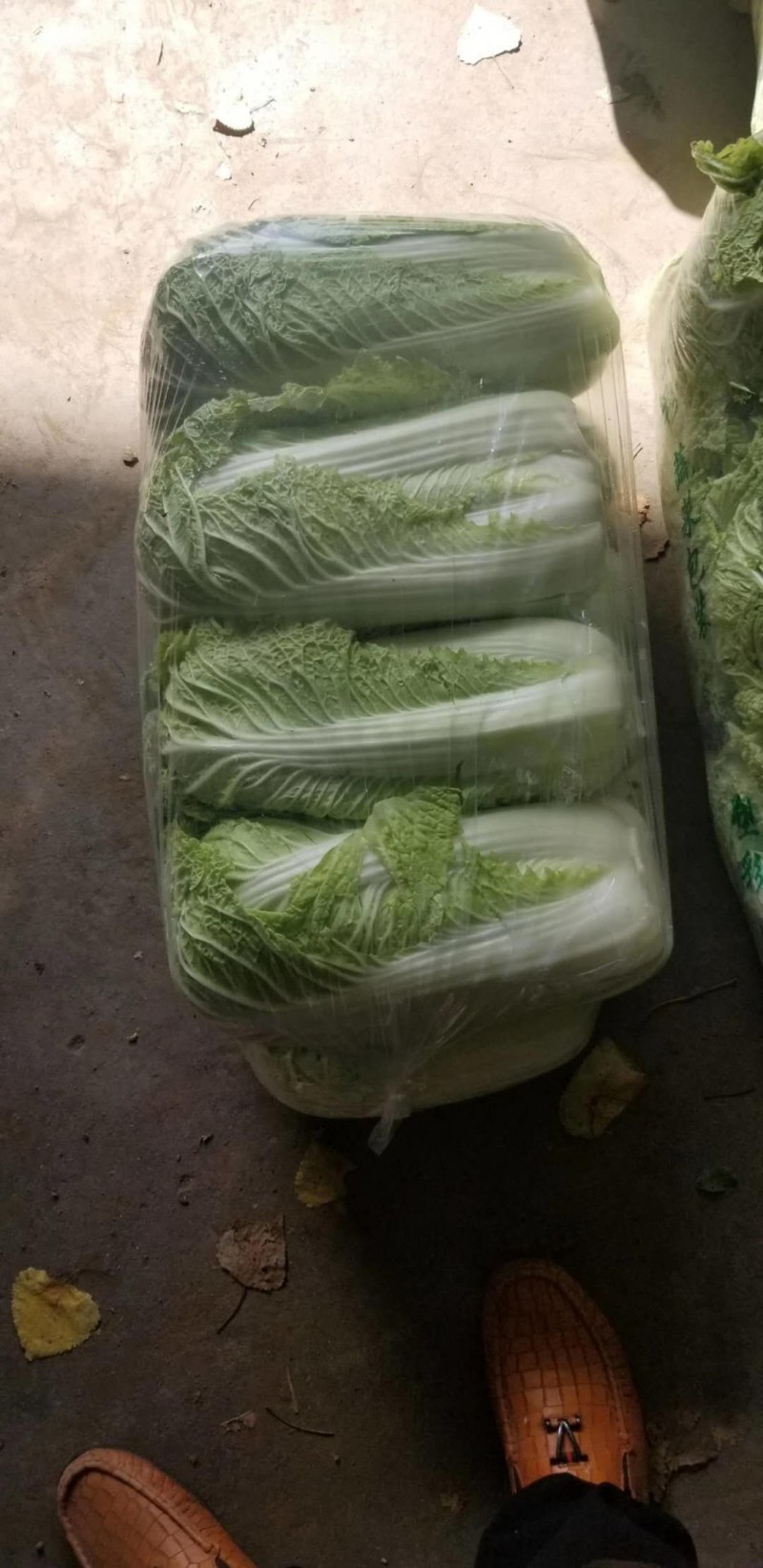 山东北京3号大白菜商超加工厂泡菜酸菜厂需要可以联系
