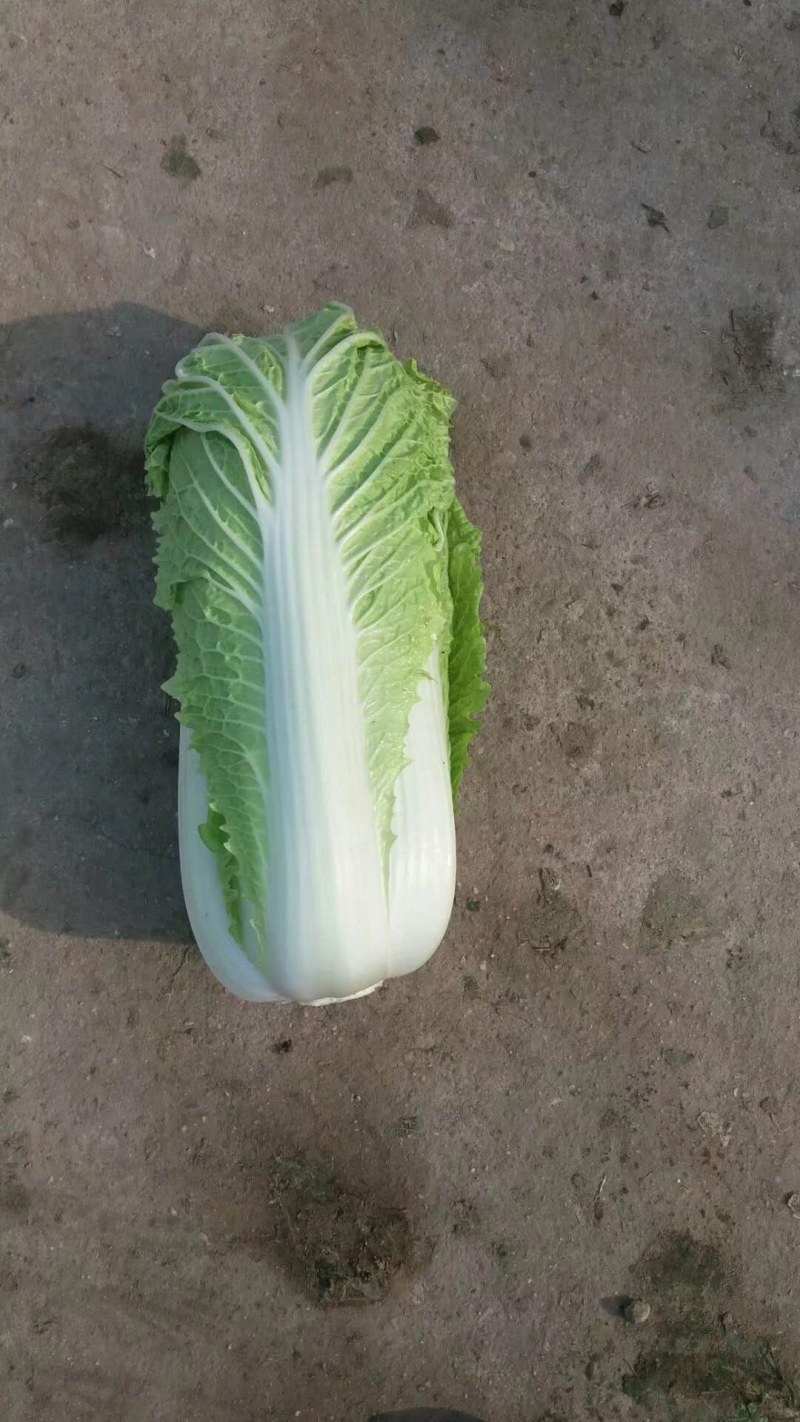 山东北京3号大白菜商超加工厂泡菜酸菜厂需要可以联系