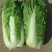 山东北京3号大白菜商超加工厂泡菜酸菜厂需要可以联系