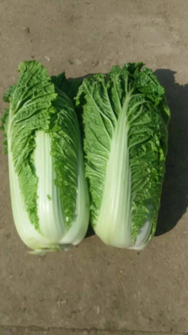 山东北京3号大白菜商超加工厂泡菜酸菜厂需要可以联系