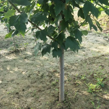 精品红冠红枫1至3年苗各种规格都有望可大老板前来选购量大