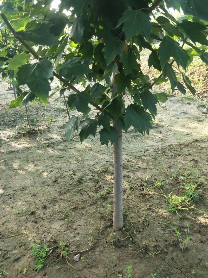 精品红冠红枫1至3年苗各种规格都有望可大老板前来选购量大